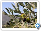 Buffet Olives Berries