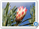 Protea Repens bloom