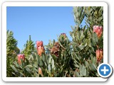 Protea Repens Cluster